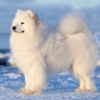 Myfamily-Samojedhund-IDtag.png Myfamily Samojedhund IDtag