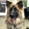 Myfamily-Schaeferhund-IDtag..-2.jpg Myfamily Schæferhund IDtag