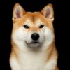 Myfamily-Shiba.............jpg Myfamily Shiba