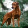 Myfamily-Rhodesian-ridgeback-1.jpg Myfamily Rhodesian ridgeback