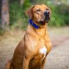 Myfamily-Rhodesian-ridgeback-2.jpg Myfamily Rhodesian ridgeback
