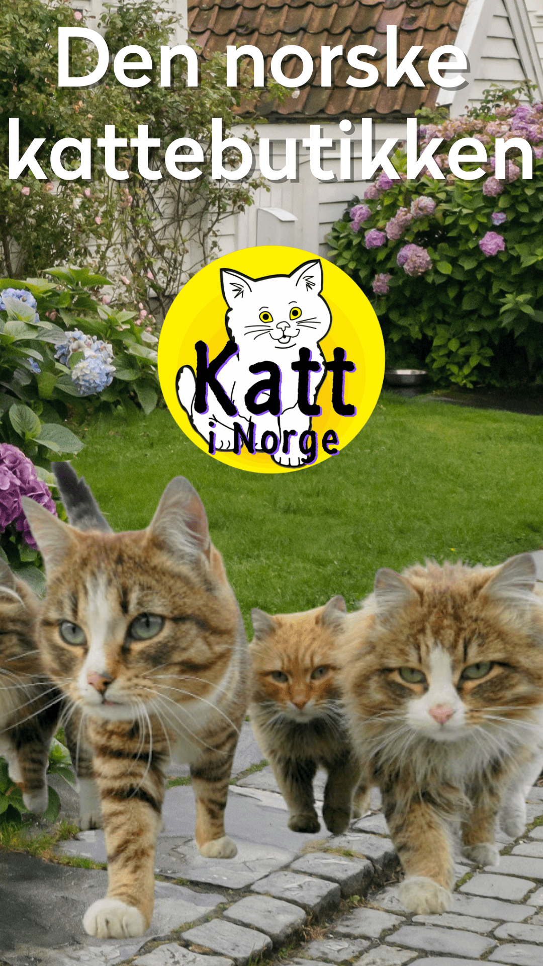 Katt i Norge