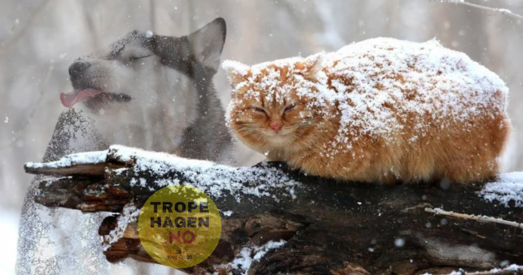 Katt i vinter