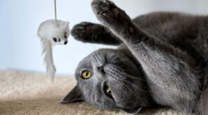 Utstyr til katter