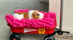 Den Ultimate Guiden til Smådyr som Kjæledyr