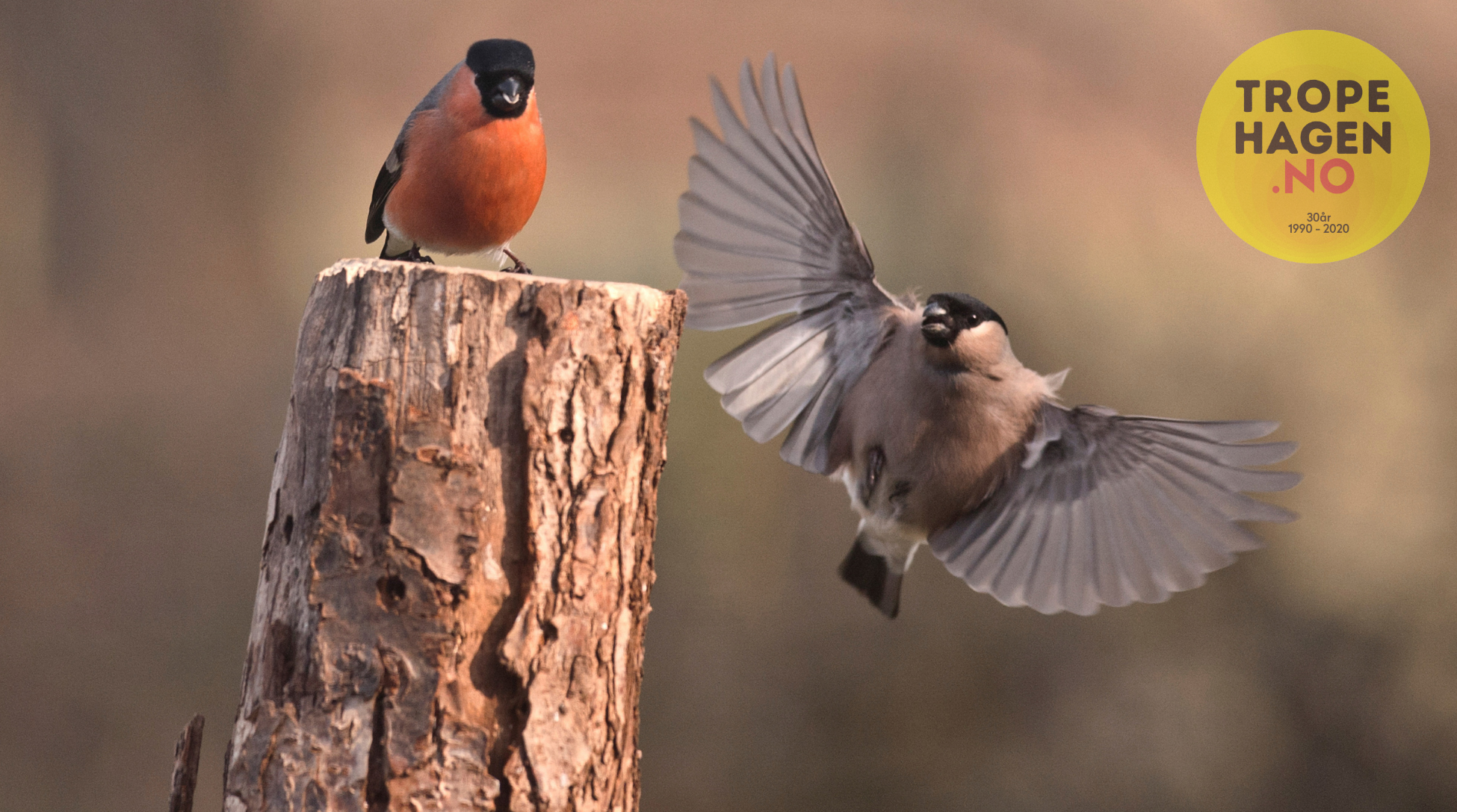 Alle hagefugler trenger Fuglehus og Fuglekasser
