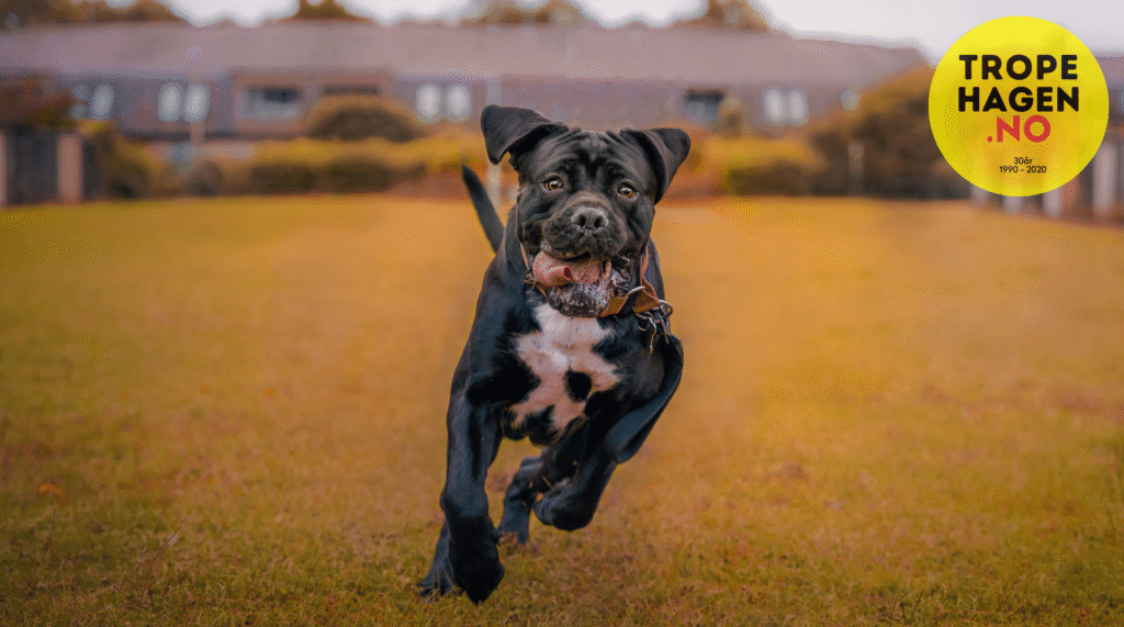 Cane Corso