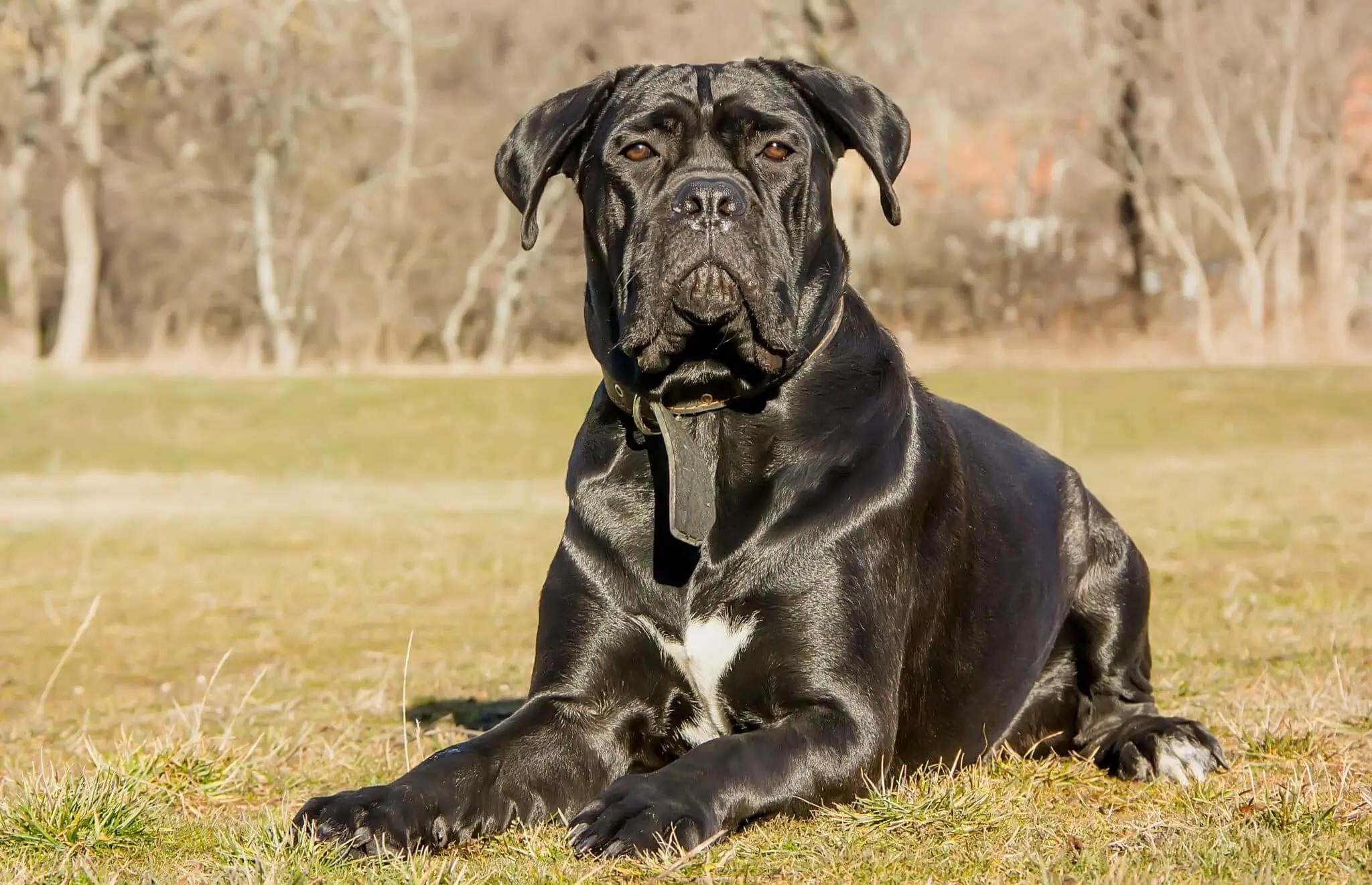 Er Cane Corso riktig for deg
