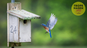 Fuglehus og fuglekasser