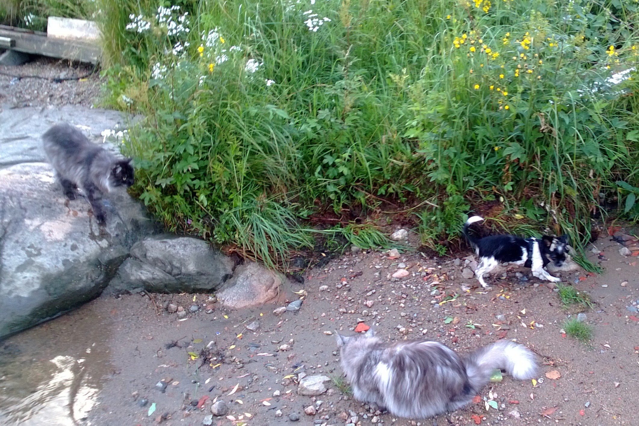 Maine Coon katt med karakteristisk løvemanke