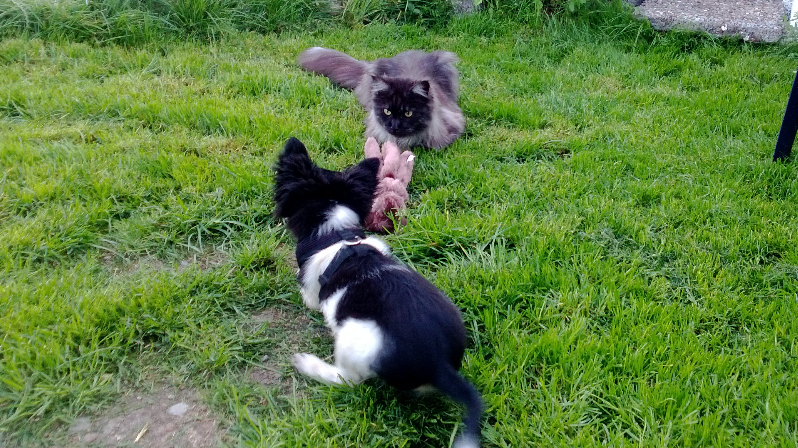 Maine Coon katt med karakteristisk løvemanke