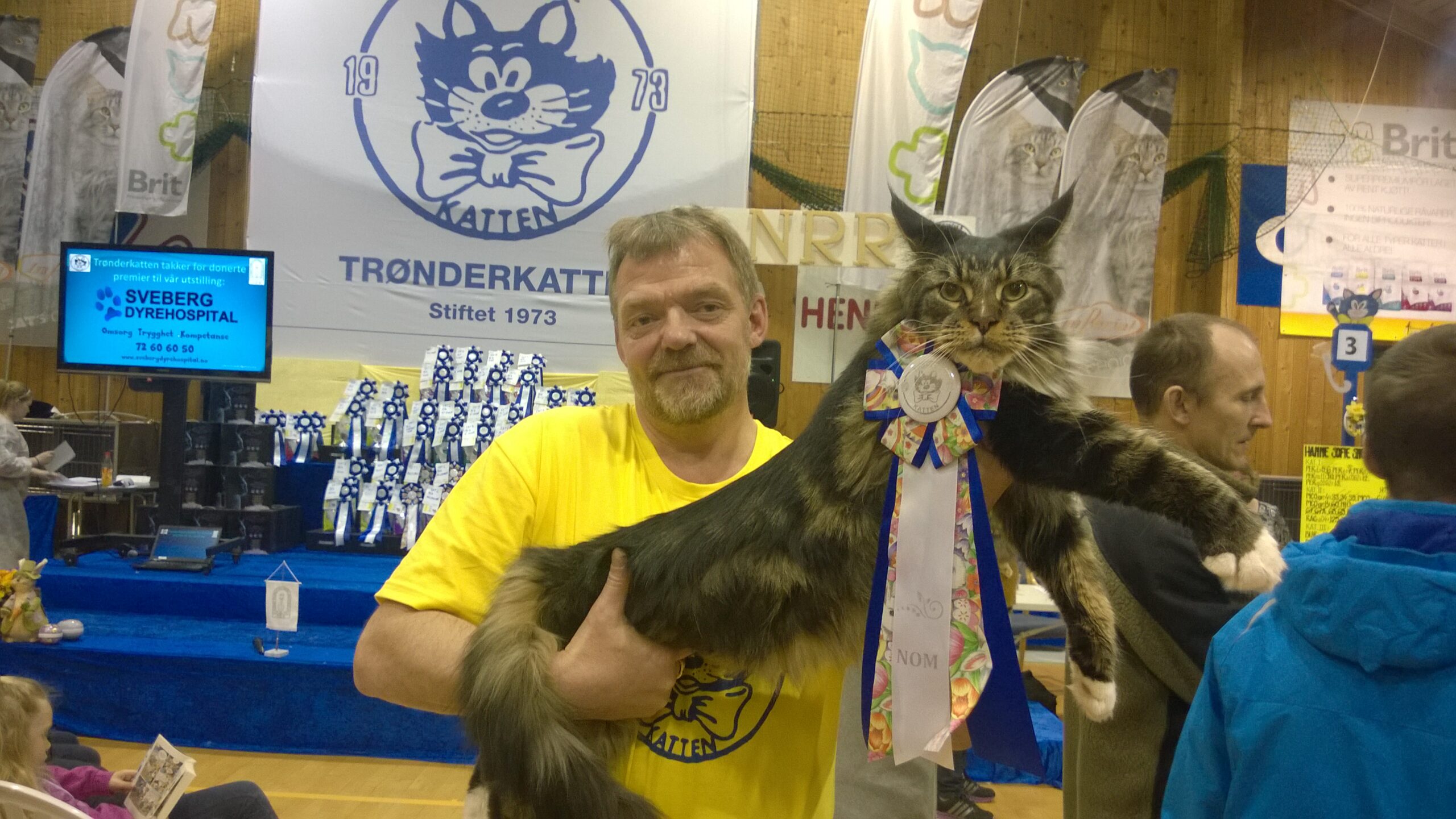 Maine Coon katt med karakteristisk løvemanke