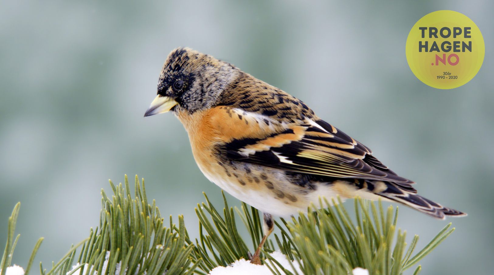 fuglehus-beskyttelse-katter-rovdyr-Bjørkefink