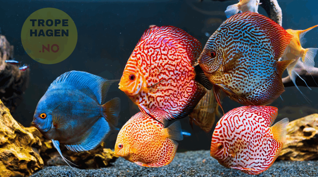 Fiskemat til akvariefisk - Flakfôr, pellets og granulat