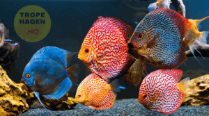 Fiskemat til akvariefisk - Flakfôr, pellets og granulat