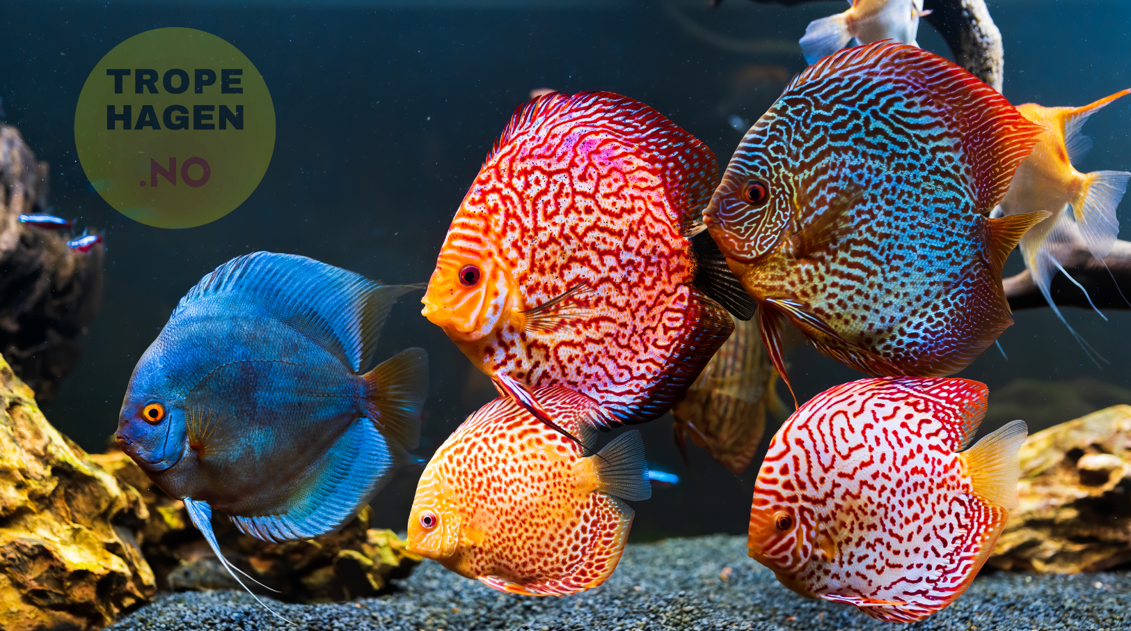 Fiskemat til akvariefisk - Flakfôr, pellets og granulat