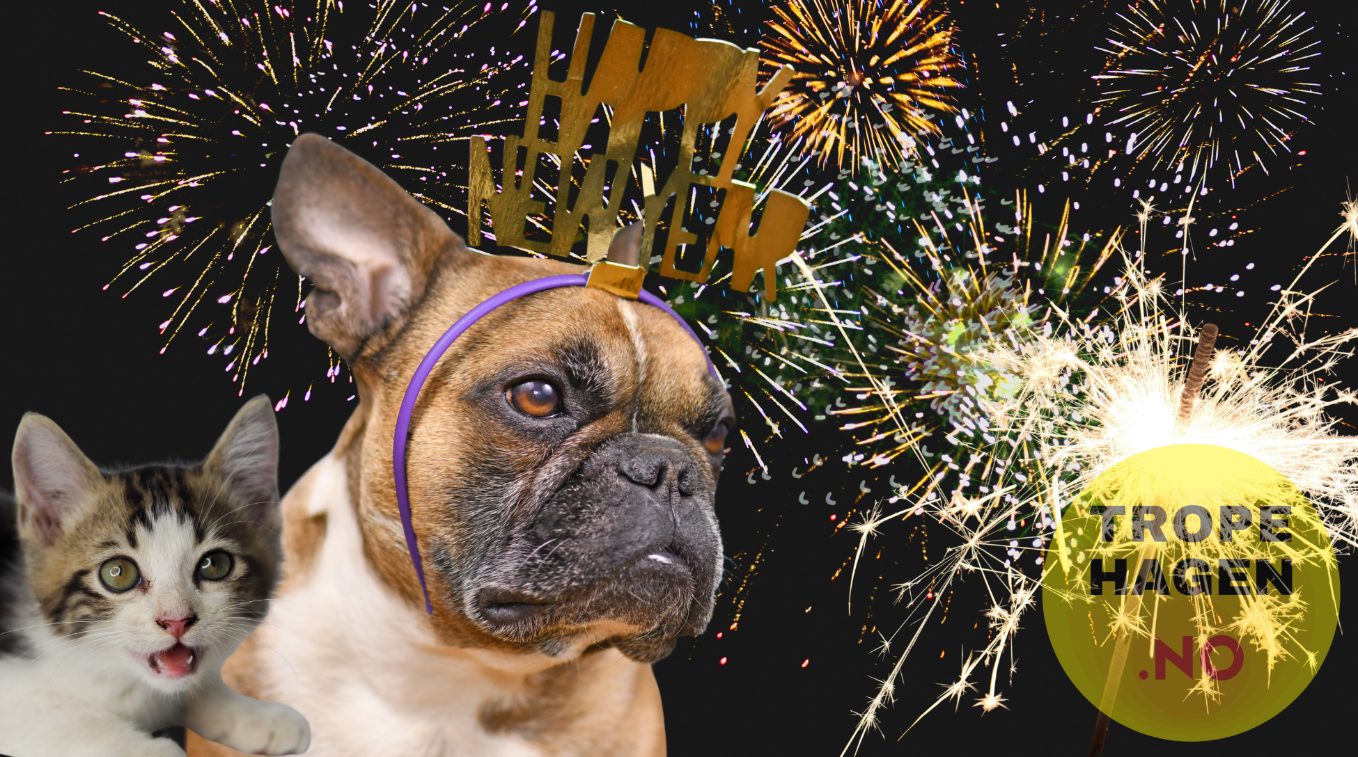 Dyr og nyttårsaften: Slik tar du vare på kjæledyrene dine