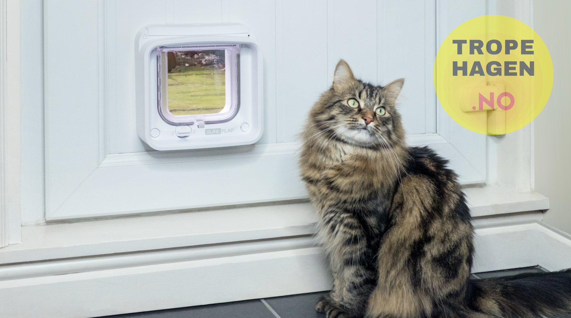 Sureflap microchip katteluke vs Trixie magnet – hvilken type passer din katt?