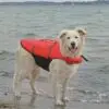 Ozami flytevest hund