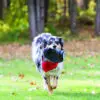 kong-extreme-frisbee-.jpg Kong Extreme Frisbee