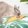 lickimat-cat.jpg