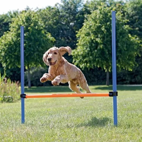 tx3207.jpg Agility hopphinder