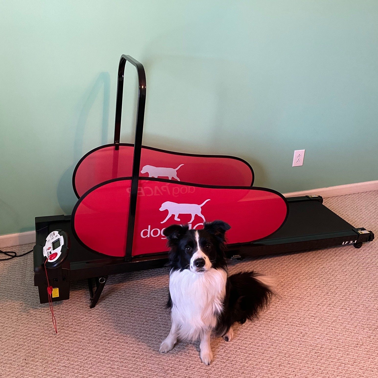 DogPACER MINI tredemølle