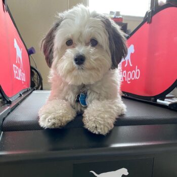 DogPACER MINI tredemølle