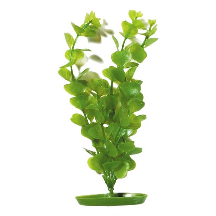 Plastplante Moneywort Plastplante Moneywort