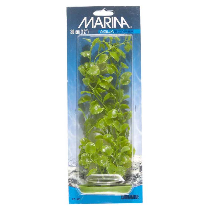 Plastplante Cardamine Plastplante Cardamine