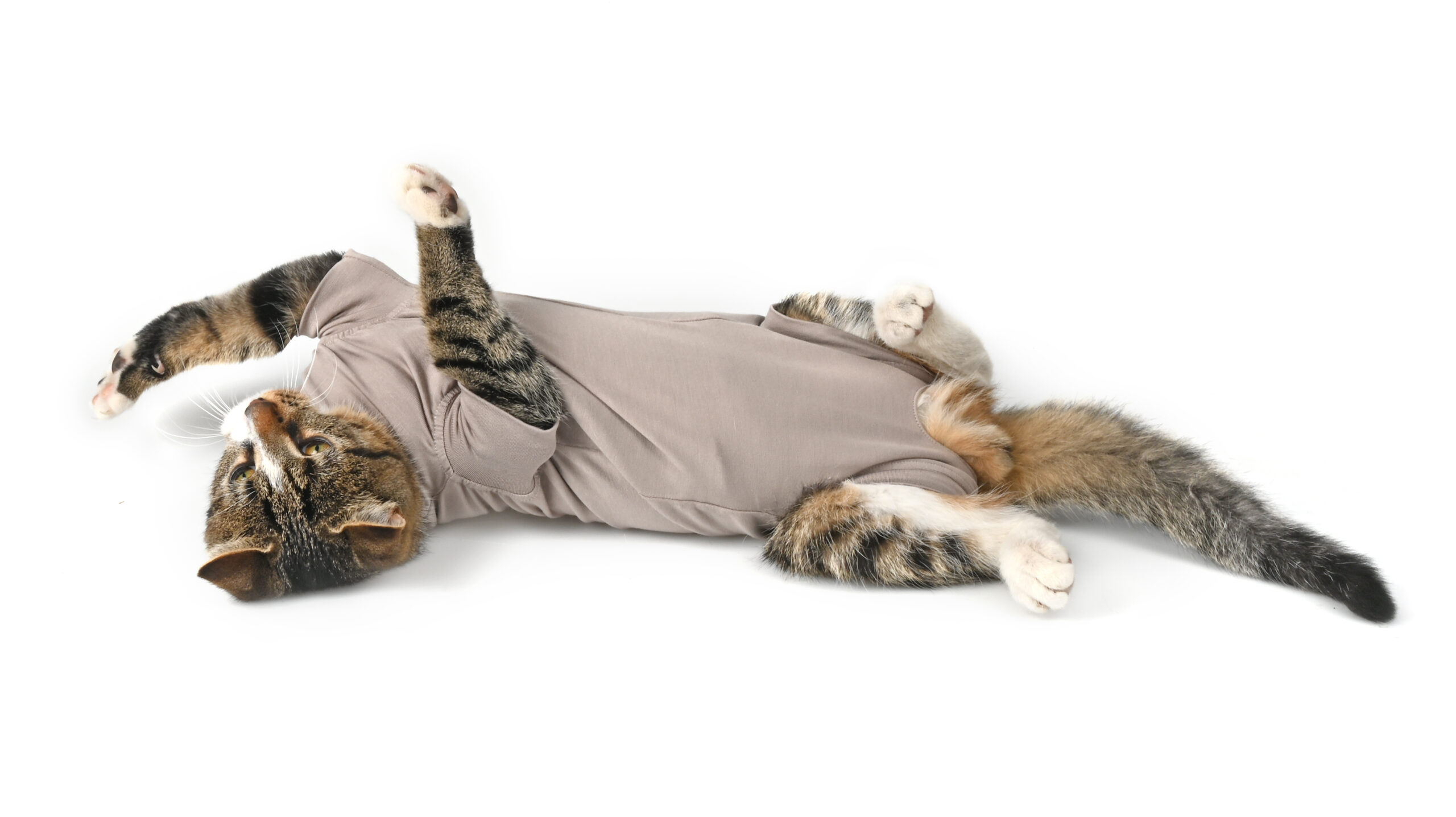 BUSTER Body Suit Step'n Go til katt BUSTER Body Suit Step'n Go til katt