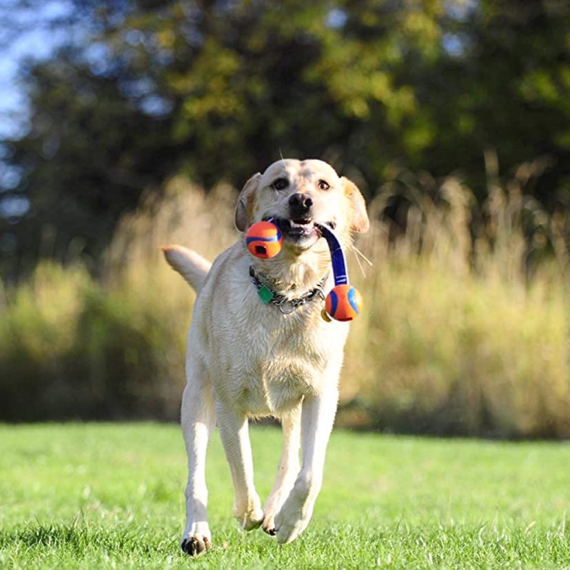 Chuckit! drakamp baller med stropp