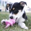 Kong Puppy Binkie Hundeleke Valp Kong Puppy Binkie Hundeleke Valp