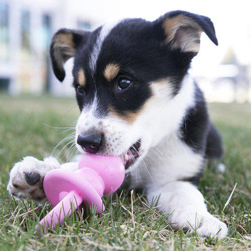 Kong Puppy Binkie Hundeleke Valp