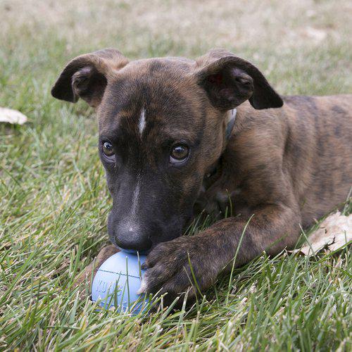Kong Puppy Ball Hundeleke til valp (2 størrelser)