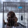 Stålbur hund sammenleggbart Stålbur hund sammenleggbart