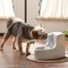 Petsafe drinkwell drikkefontene mini