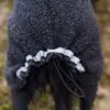 Canelana Ambassadør Ulldekken Hund Canelana Ambassadør Ulldekken Hund