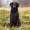 Canelana Ambassadør Ulldekken Hund Canelana Ambassadør Ulldekken Hund