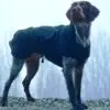 Canelana Ambassadør Ulldekken Hund Canelana Ambassadør Ulldekken Hund