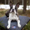 Canelana Flat Ullmadrass Hundemadrass Canelana Flat Ullmadrass Hundemadrass