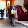 Chuckit! Indoor Ball Plysj ball Chuckit! Indoor Ball Plysj ball