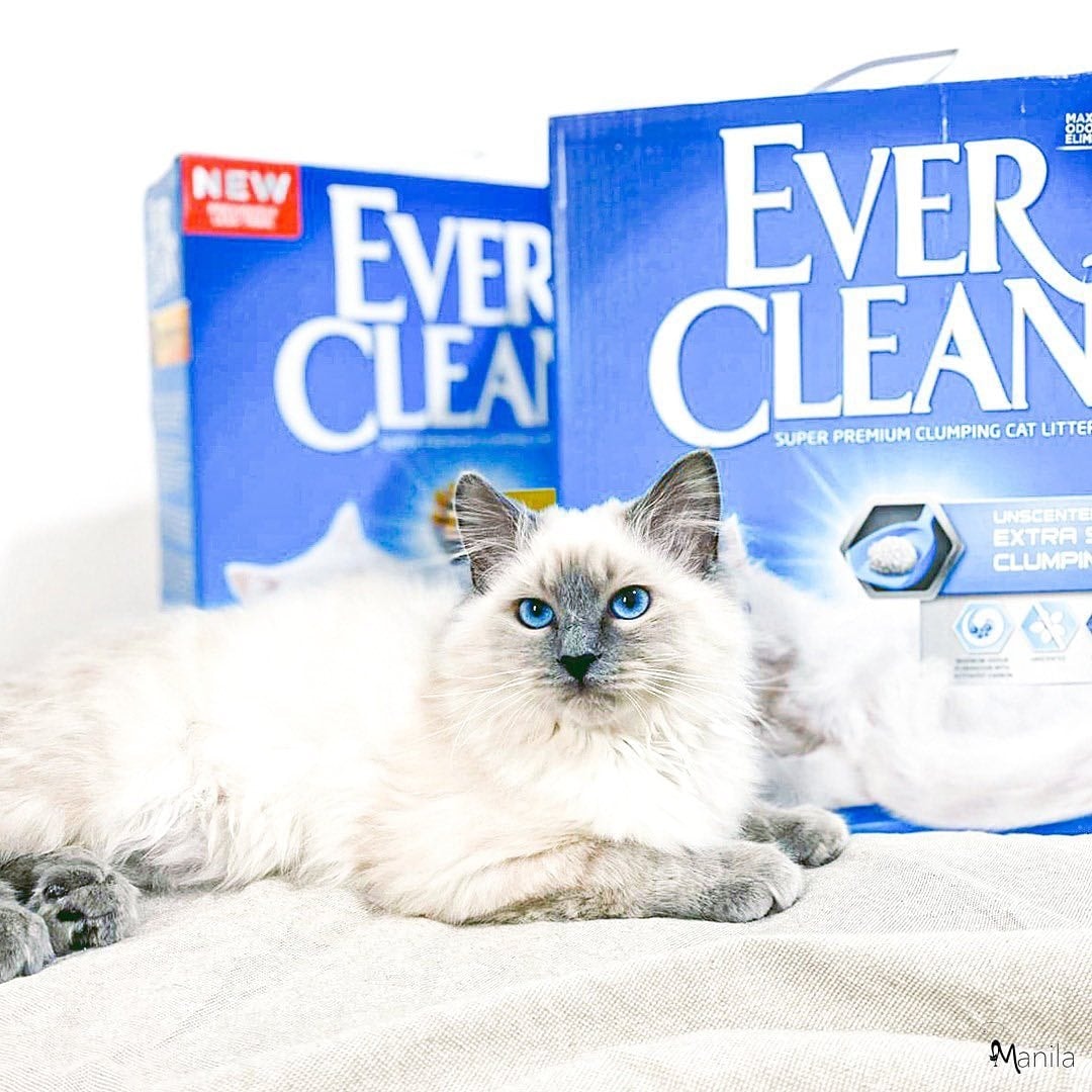 Ever Clean Extra Strong Clumping Unscented Kattesand 10 L