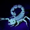 Exo Terra skorpion LED lys 2w Exo Terra skorpion LED lys 2w