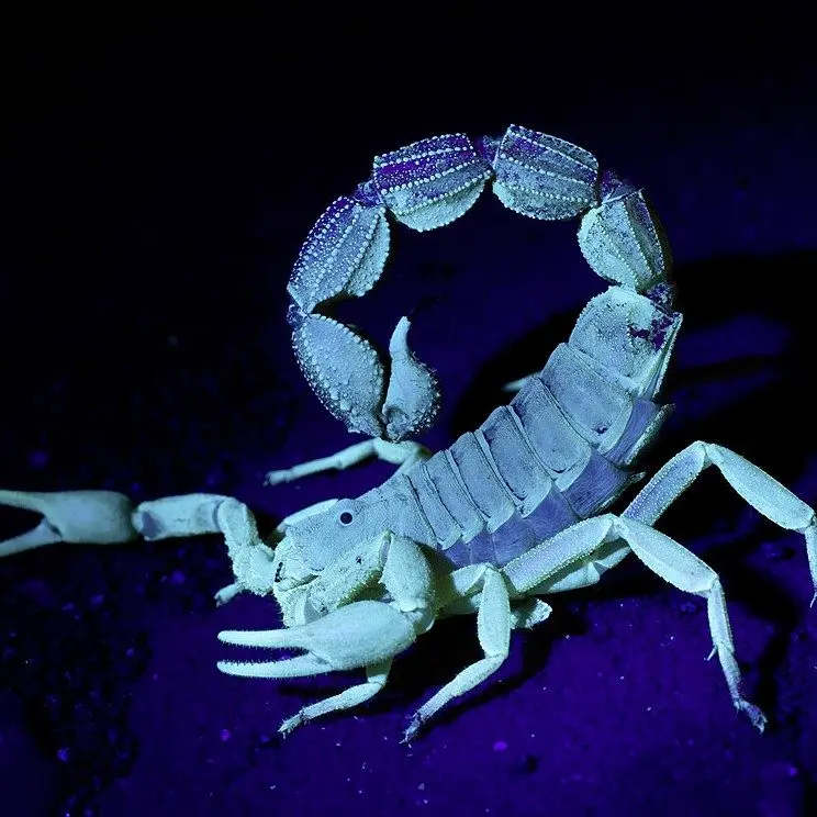 Exo Terra skorpion LED lys 2w Exo Terra skorpion LED lys 2w
