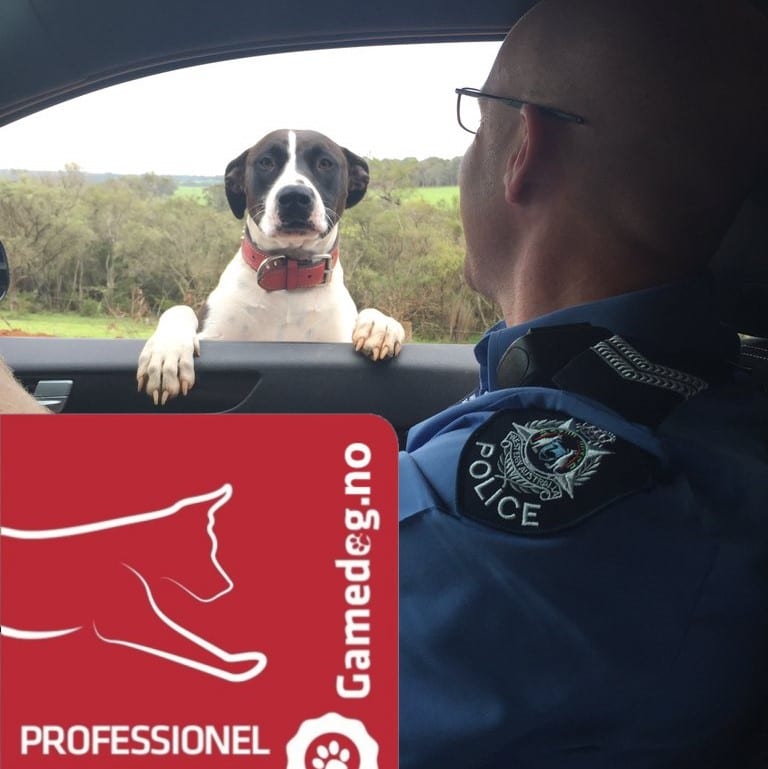 Gamedog Profesjonell