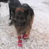 Leggstu00f8vler hund vanntett med gummisu00e5le Leggstu00f8vler hund vanntett med gummisu00e5le