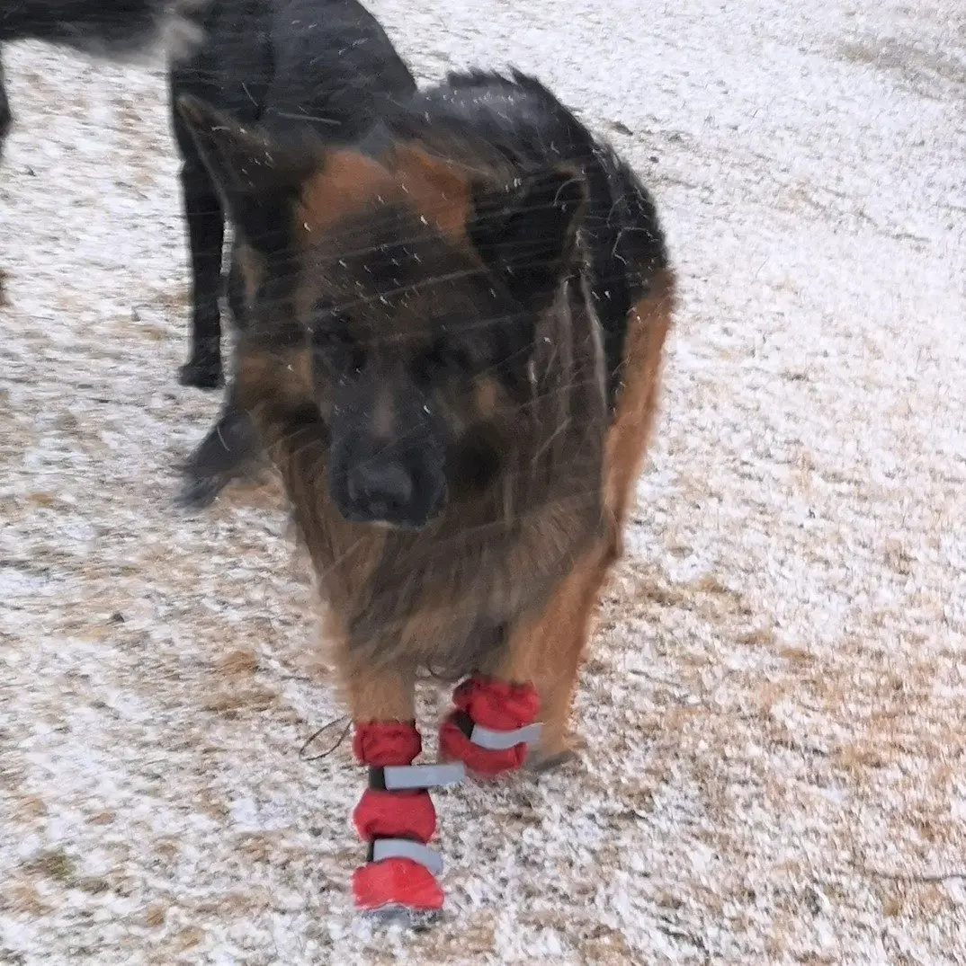 Leggstu00f8vler hund vanntett med gummisu00e5le