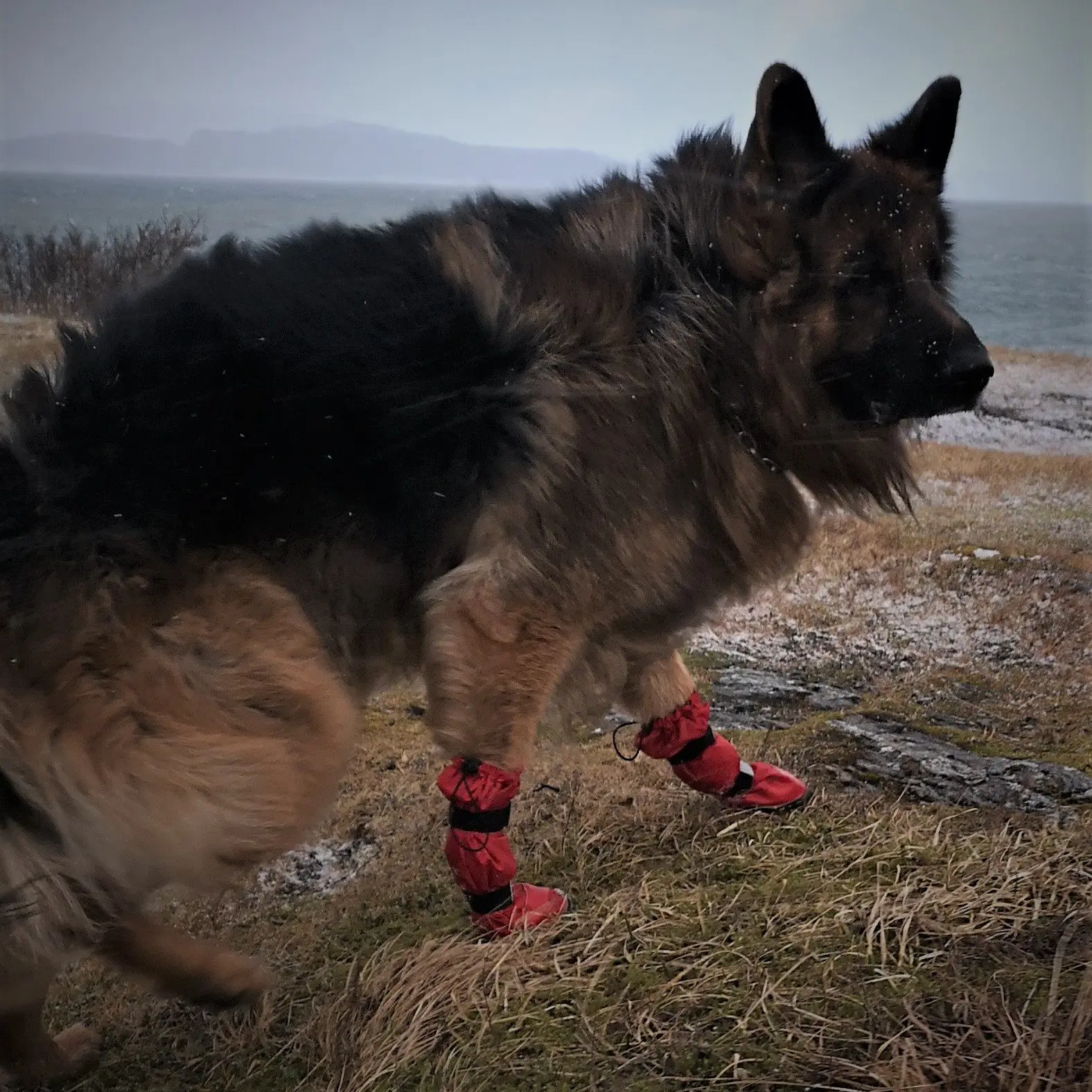 Leggstu00f8vler hund vanntett med gummisu00e5le