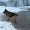 Leggstu00f8vler hund vanntett med gummisu00e5le Leggstu00f8vler hund vanntett med gummisu00e5le